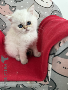 Photo №4. Je vais vendre exotic shorthair en ville de Zgierz.  - prix - 523€