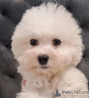 Photo №2 de l'annonce № 128265 de la vente bichon à poil frisé - acheter à Serbie éleveur