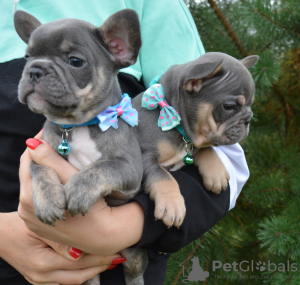 Photo №2 de l'annonce № 115984 de la vente bouledogue - acheter à Fédération de Russie éleveur