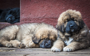 Photo №2 de l'annonce № 6255 de la vente dogue du tibet - acheter à Fédération de Russie éleveur