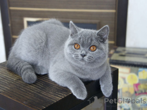 Photo №3. Superbe femelle British Shorthair bleue de qualité d'exposition (10 mois). Pays Bas