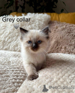 Photo №3. Chatons de ragdoll de ragot pure disponibles pour adoption.. Irlande