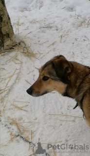 Photo №1. chien bâtard - à vendre en ville de Pushkino | Gratuit | Annonce №10393