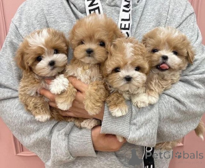 Photo №1. maltipu - à vendre en ville de New york | Gratuit | Annonce №146689