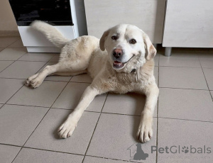 Photo №4. Je vais vendre chien bâtard en ville de Moskova. annonce privée - prix - Gratuit