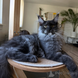 Photo №1. maine coon - à vendre en ville de Beaufort | négocié | Annonce № 155393