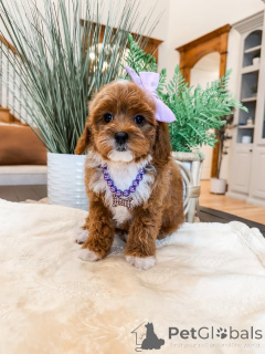 Photo №1. labradoodle - à vendre en ville de Bellinzona | 650€ | Annonce №157473