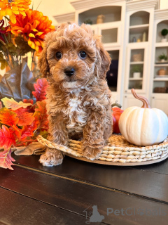 Photo №1. labradoodle - à vendre en ville de Bertrand | 650€ | Annonce №157471