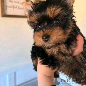 Photo №3. Incroyables chiots Yorkie Business WhatsApp 37256062792. La finlande