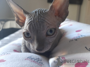 Photo №1. sphynx - à vendre en ville de Daugavpils | négocié | Annonce № 24620