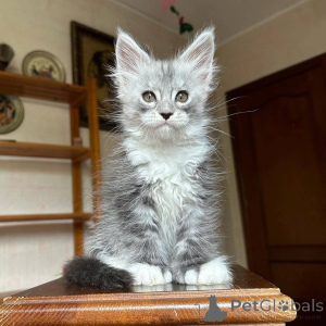 Photo №3. Chatons Maine Coon à acheter. Pays Bas