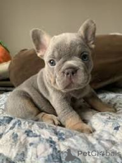 Photo №1. bouledogue - à vendre en ville de Liverpool | 580€ | Annonce №165538