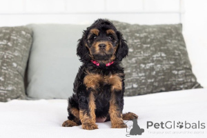 Photo №1. labradoodle - à vendre en ville de Plage de pouces | négocié | Annonce №155592