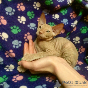 Photos supplémentaires: Chatterie Peterbald! Il y a des chatons! Interroger!