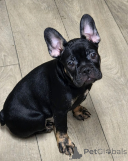 Photo №1. bouledogue - à vendre en ville de Athènes | 400€ | Annonce №171732