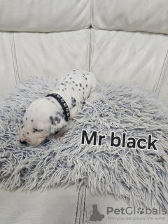 Photo №4. Je vais vendre dalmatien en ville de Saarbrücken. annonce privée - prix - 1063€