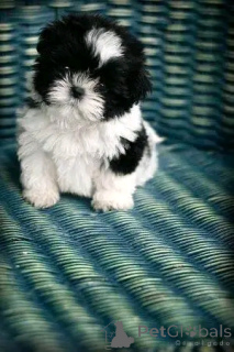 Photo №3. Shih tzu welpen zur adoption. Allemagne