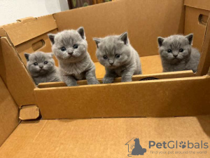 Photo №2 de l'annonce № 103896 de la vente british shorthair - acheter à Chypre éleveur