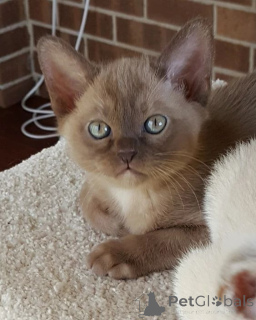 Photo №3. Chatons birmans disponibles à la vente.. Belgique