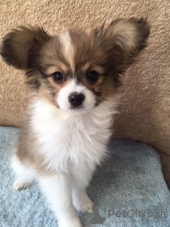 Photo №3. chiots papillon avec tous les vaccins disponibles maintenant. Allemagne