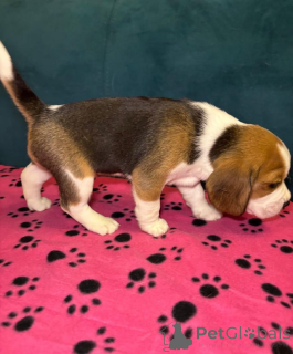 Photo №4. Je vais vendre beagle en ville de Dilijan.  - prix - Gratuit