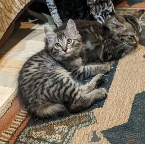 Photo №1.  - à vendre en ville de Birlenbach | 350€ | Annonce № 149703