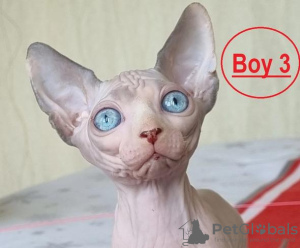 Photo №1. sphynx - à vendre en ville de Miami | négocié | Annonce № 59451