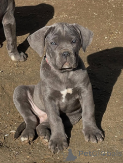Photo №1. cane corso - à vendre en ville de Râmnicu vâlcea | négocié | Annonce №165237