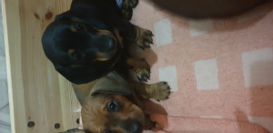 Photo №1. chien bâtard - à vendre en ville de Minsk | 171€ | Annonce №4981