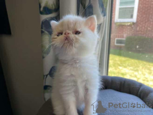 Photo №2 de l'annonce № 129160 de la vente exotic shorthair - acheter à Allemagne annonce privée
