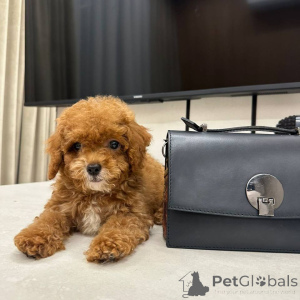 Photo №4. Je vais vendre maltipu en ville de Biefeld. éleveur - prix - 2800€