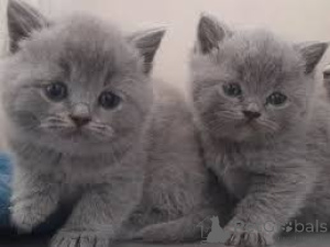 Photo №2 de l'annonce № 173785 de la vente british shorthair - acheter à La Grande-Bretagne annonce privée, éleveur