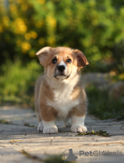 Photos supplémentaires: Chiots Welsh Corgi Pembroke