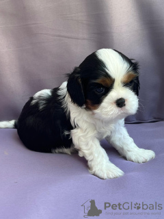 Photo №3. Cavalier King Charles Spaniel FCI ZKwP Pedigree FCI, chiots. Pologne