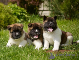 Photo №3. Akita-puppy's, reu en teef. L'Autriche