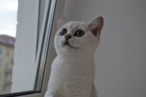 Photo №4. Je vais vendre british shorthair en ville de Yaroslavl. de la fourrière - prix - 215€