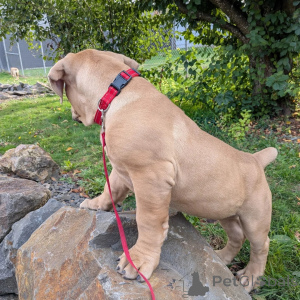 Photo №2 de l'annonce № 164565 de la vente boerboel - acheter à La finlande éleveur