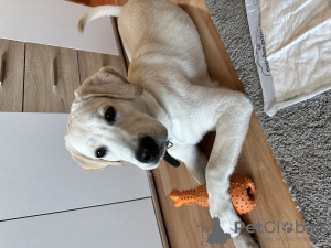 Photo №3. Vendre un labrador. Allemagne