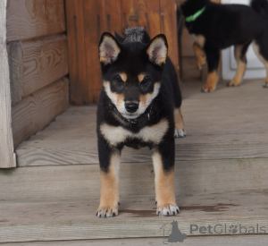 Photo №4. Je vais vendre shiba en ville de Москва. éleveur - prix - 1078€