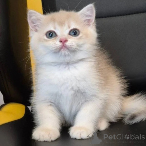 Photo №1. british shorthair - à vendre en ville de Liverpool | négocié | Annonce № 173849