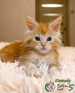 Photo №4. Je vais vendre maine coon en ville de Saint-Pétersbourg. de la fourrière, éleveur - prix - 563€