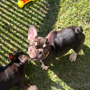 Photo №1. bouledogue - à vendre en ville de Berlin | négocié | Annonce №154928