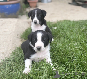 Photo №4. Je vais vendre border collie en ville de Aqua. annonce privée - prix - 490€