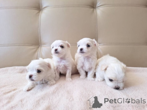 Photo №1. bichon maltais - à vendre en ville de Jáchymov | 250€ | Annonce №177691
