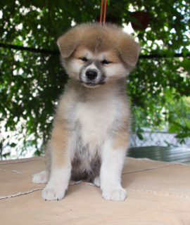 Photo №4. Je vais vendre akita (chien) en ville de La russie. de la fourrière, éleveur - prix - Négocié