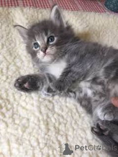 Photo №3. Chatons forestiers norvégiens disponibles pour adoption. Allemagne