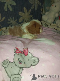 Photo №1. cavalier king charles spaniel - à vendre en ville de Poltava | 584€ | Annonce №128680