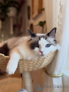 Photo №1. ragdoll - à vendre en ville de Liège | négocié | Annonce № 157462