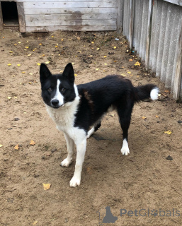 Photo №4. Je vais vendre chien d'ours de carélie en ville de Alavus. annonce privée - prix - 533€