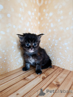 Photo №2 de l'annonce № 162473 de la vente maine coon - acheter à Fédération de Russie de la fourrière
